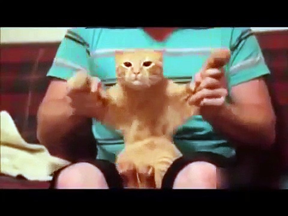 TOP Funny Cat and Dog Dancing and Singing in the World