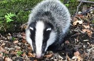 BBC Radio Solent - Breakfast in Dorset 23Aug16 - badger cull extension