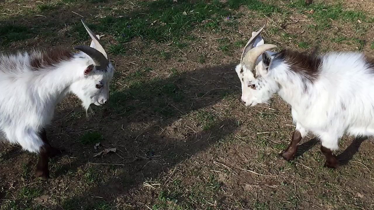Elijah and Perry Headbutting