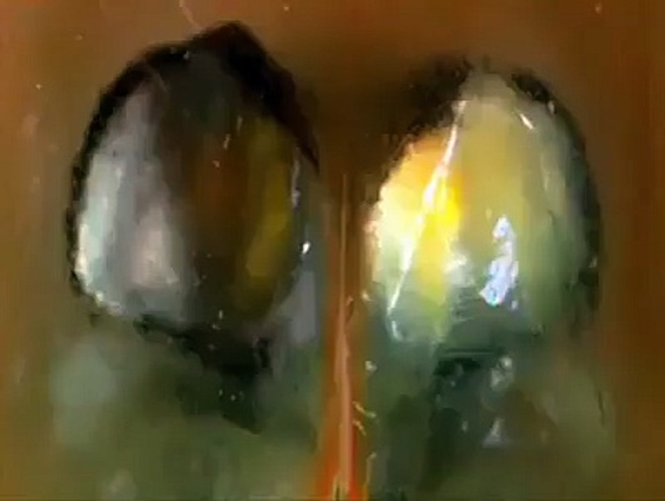 New viral video 2016  Latest videos  (31)