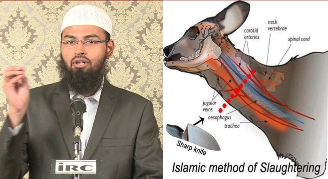 Qurbani ka Janwar Zibah Krne Ke Asool Sunnat Ke Mutabiq By Adv Faiz Syed IRC TV - dailymotion