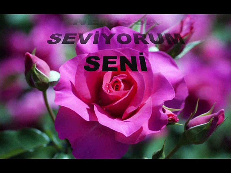 Zamansız bir gidiş bu içimde sana beslediğim sevgi şimdi öksüz kaldı, seni düşünüp yanarım geceleri,