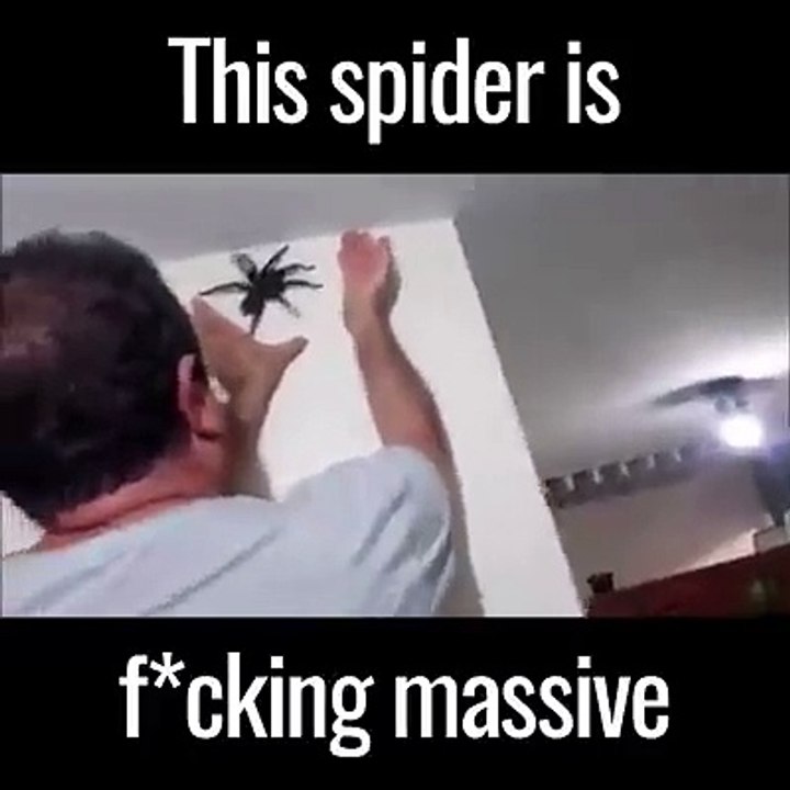 Homem enfrenta tarântula gigante que encontrou na parede da sua casa
