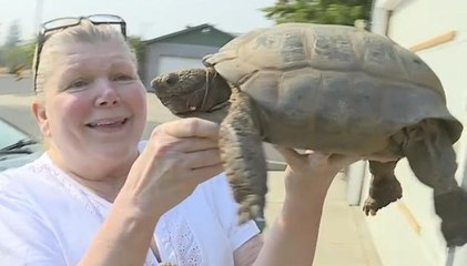 100-Year-Old Tortoise Runs Away For Sex!