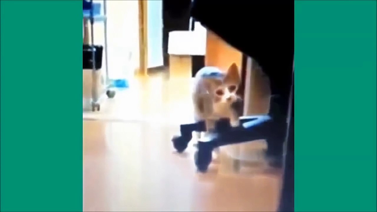 Funny videos Cats 2014 - Fails Compilation 2014
