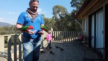 Hand Feeding Wild Australian Parrots