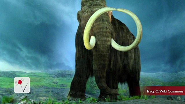 Scientists Say Woolly Mammoth Will Return