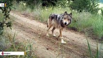 Washington State To Kill Endangered Wolf Pack After Cows Found Dead
