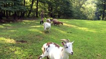 Herding Goats