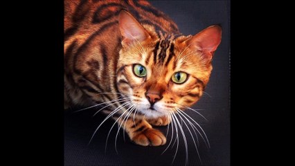 Les chats du bengal