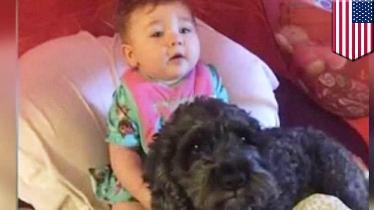 忠犬捨身相護　小主人火場倖存