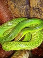 Red-tailed Green Rat Snakes drinking while misting