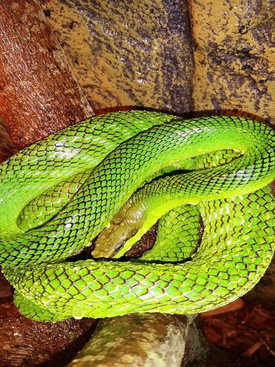 Red-tailed Green Rat Snakes drinking while misting