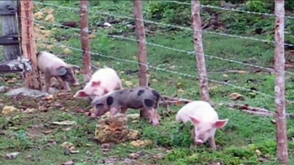 Funny Animals Scratching Compilation