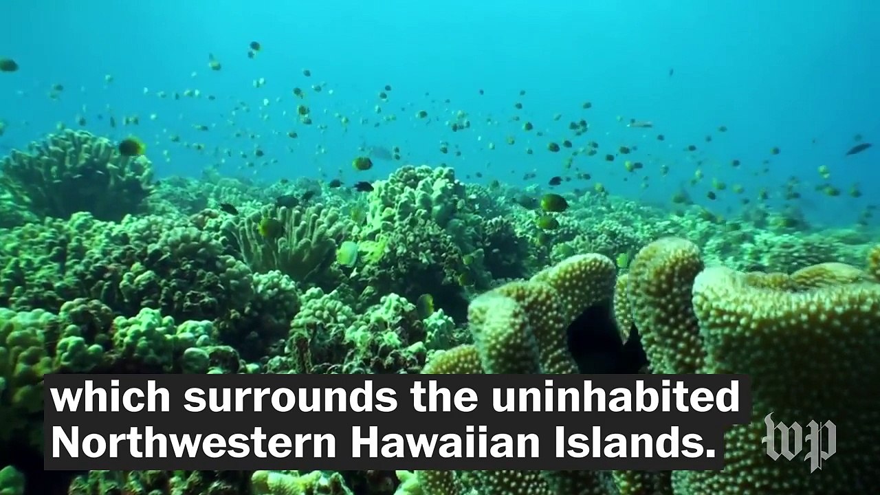 Here's what you need to know about Papahānaumokuākea