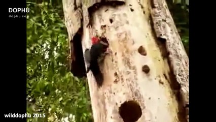 10 CRAZIEST Snake Fights Caught On Camera - Most Amazing Wild Animal Attacks