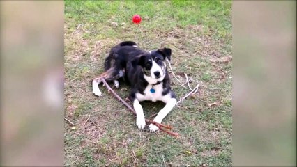 Regardez son air innocent alors que... Coupable!