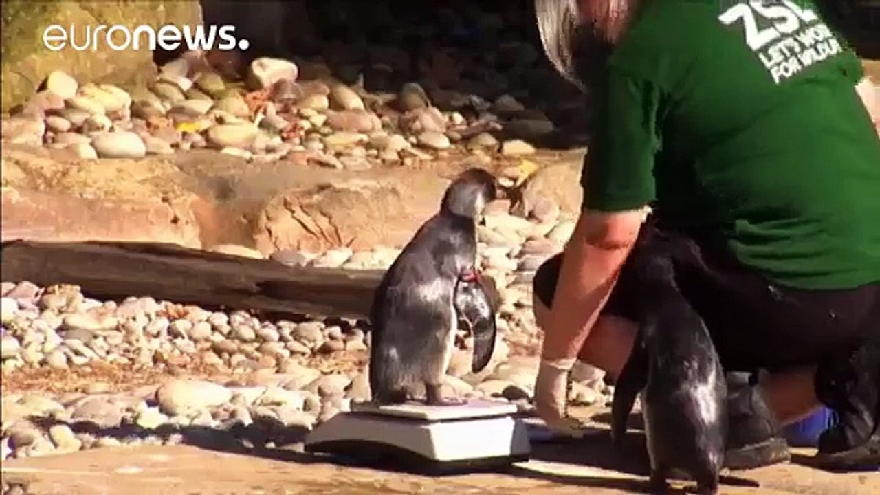 ΣΦΥΓΜΟΣ TV: Μαντέψτε το βάρος των ζώων του ζωολογικού κήπου του Λονδίνου!