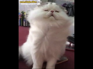 Fırtınaya Karşı Duran Kaptan Gibi Havalara Giren Kedi