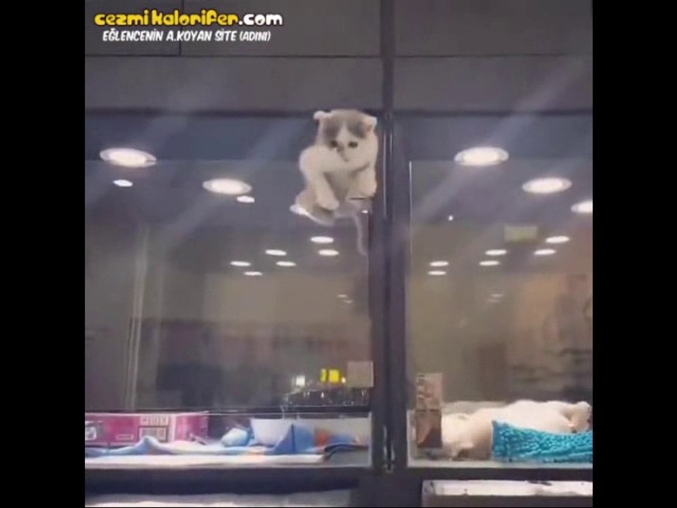 Kapatıldığı Yerden Arkadaşının Yanına Kaçan Sevimli Kedi