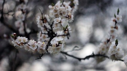 Helios 44-2 manual lens test - 15