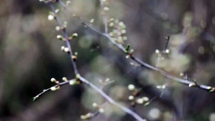 Helios 44-2 manual lens test - 5