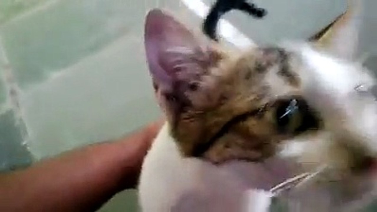 Cute kitten playing funny