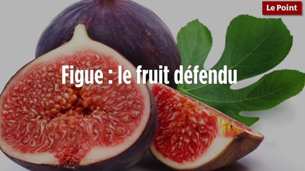 L'histoire secrète des fruits #3 : figue, le fruit défendu