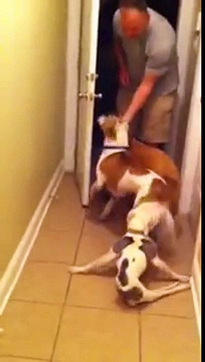 Questo cane paralizzato va incontro al suo umano. Un momento davvero commovente!