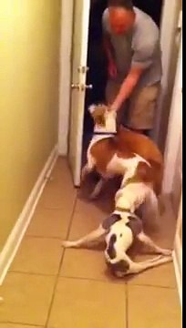 Questo cane paralizzato va incontro al suo umano. Un momento davvero commovente!