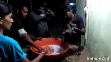 Con il corpo interamente cosparso di catrame questa cucciola aveva il destino segnato. Ma la sua vita non doveva finire