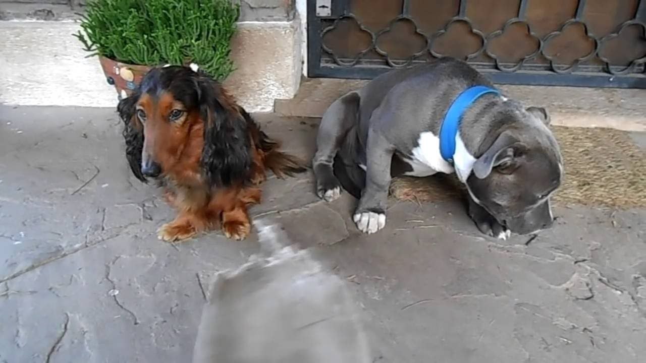 Un chien coupable se cache derri