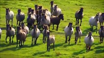 New Video MILEY CYRUS Live WILD HORSES mustangs on prairie beach ROLLING STONES COVER Ecology