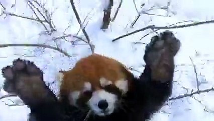 Serbest kalan pandanın sevinci