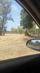 Safari Israel Lions
