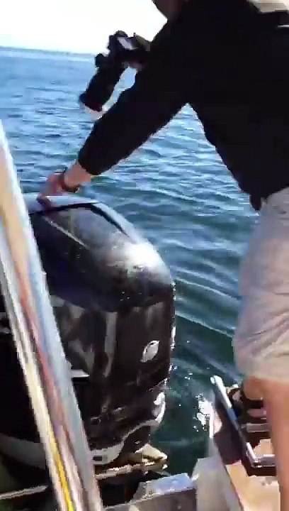 Un phoque chassé par des orques sauve sa peau de justesse en sautant sur le ponton arrière d'un bateau!