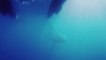 Australian Boat Crew Has 'Once in a Lifetime' Encounter With Humpback Whales