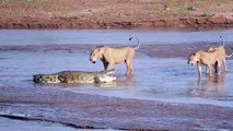 Momento en el que tres leones intentaron atacar a un cocodrilo