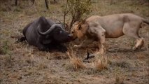 Real fight animals on the planet fight -- 6 Lion attack buffalo to death