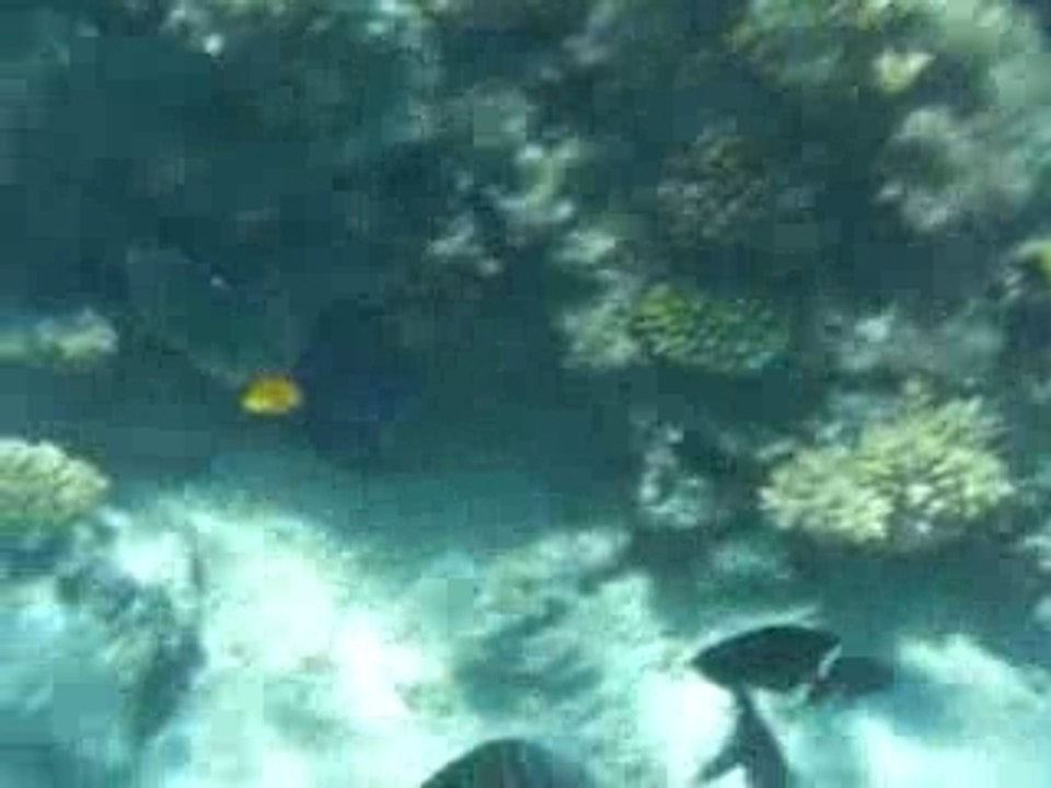 Une Foule de Poissons en mer rouge