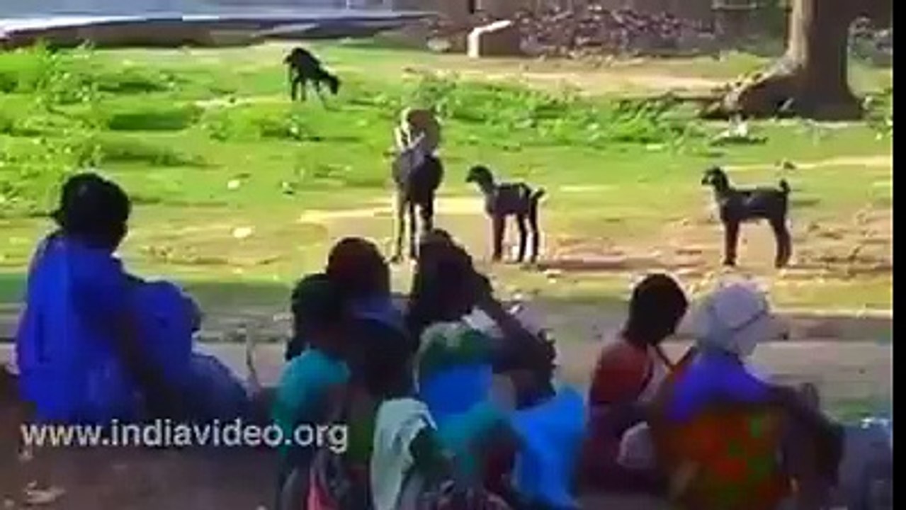 OMG...!!! Monkey and Goat