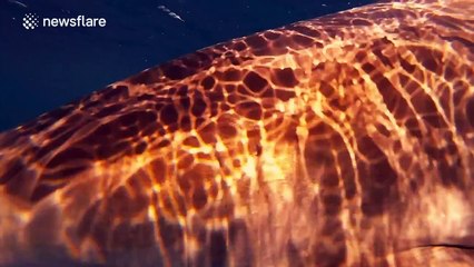 Close encounter with blacktip sharks in Florida