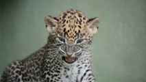 Nace una cría de leopardo de Sri Lanka en Bioparc Valencia