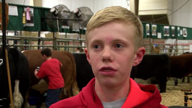 un enfant coincé entre deux vaches