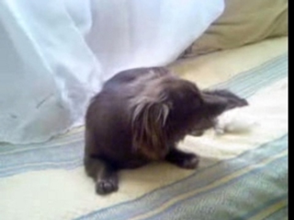 Chien de dounia