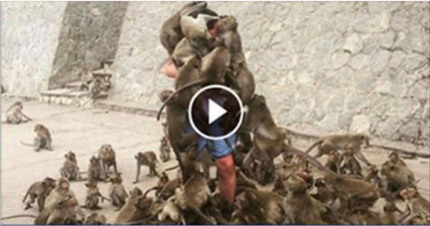Monkey attacks man