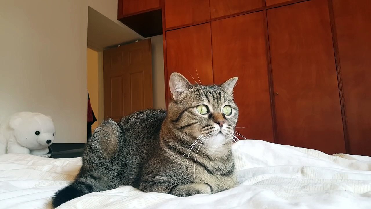 Classical music cat - Khaleesi loves classical music