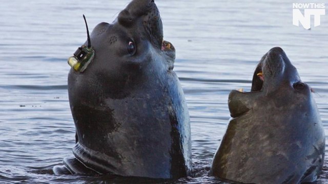 Seals Are Wearing Sensors As Hats To Help Us Learn About Antarctica