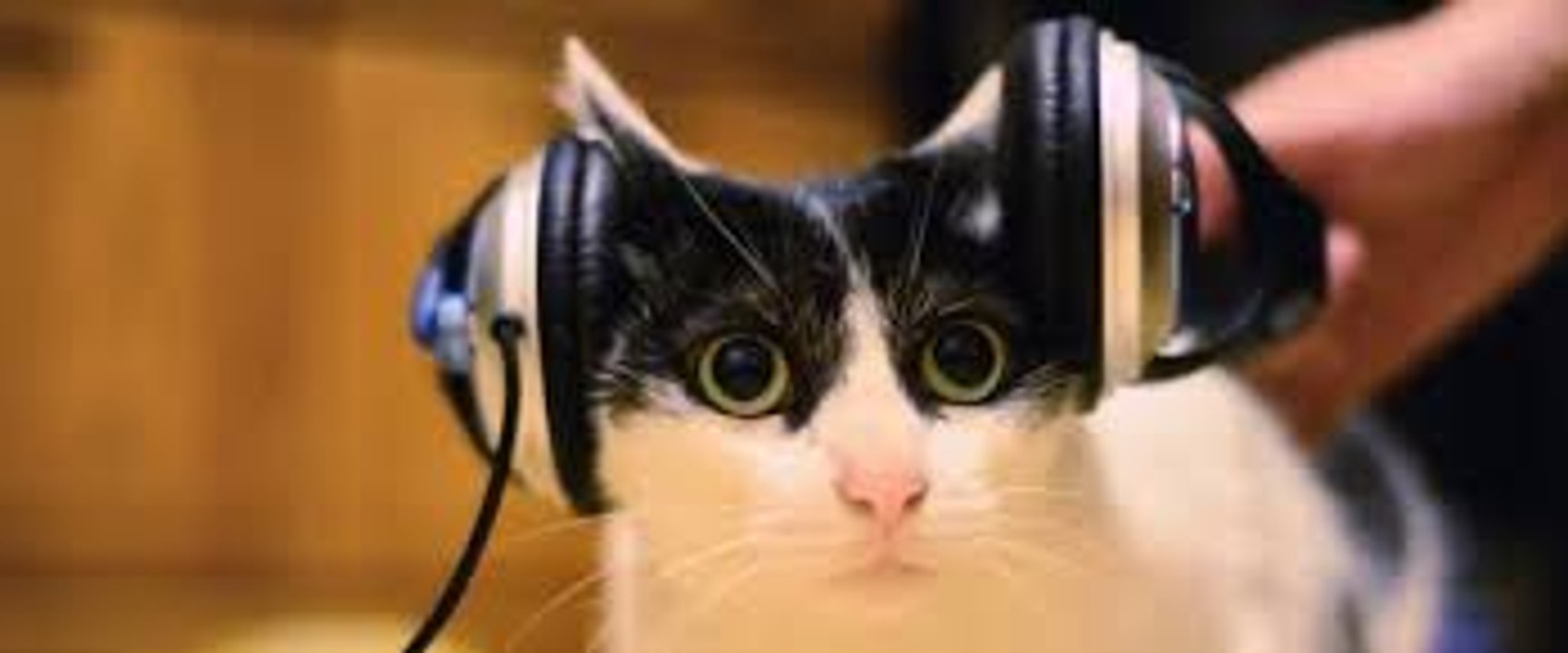 Classical music cat - Classical music cat