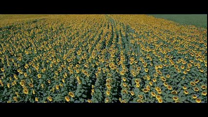 Bol Şans - Yeni Fragman 2016 HD İZLE !